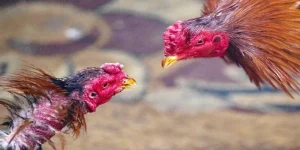 đá gà trực tiếp